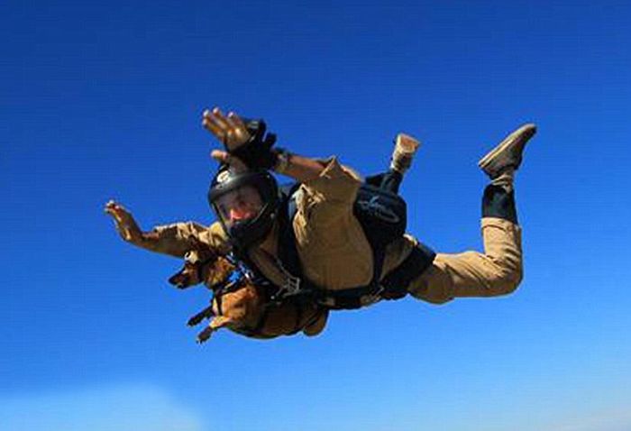 This Dog Loves To Go Skydiving (8 pics)