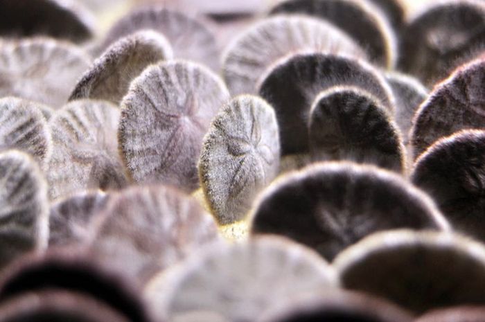 Why Sand Dollars Look The Same (4 pics)