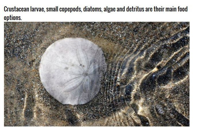 Why Sand Dollars Look The Same (4 pics)