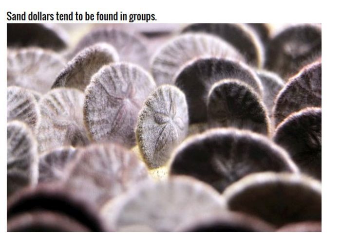 Why Sand Dollars Look The Same (4 pics)