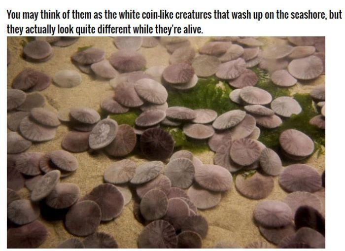 Why Sand Dollars Look The Same (4 pics)