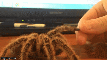 Acid Gifdump, September 19, 2014 (25 gifs)