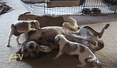 Acid Gifdump, September 19, 2014 (25 gifs)