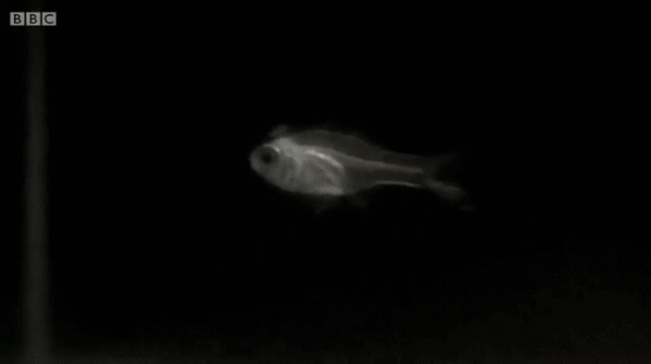 Acid Gifdump, September 19, 2014 (25 gifs)