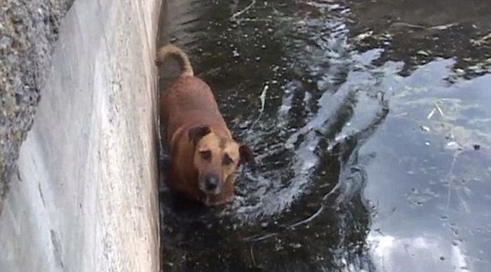 Stray Dogs Rescued From A Lake (7 pics)