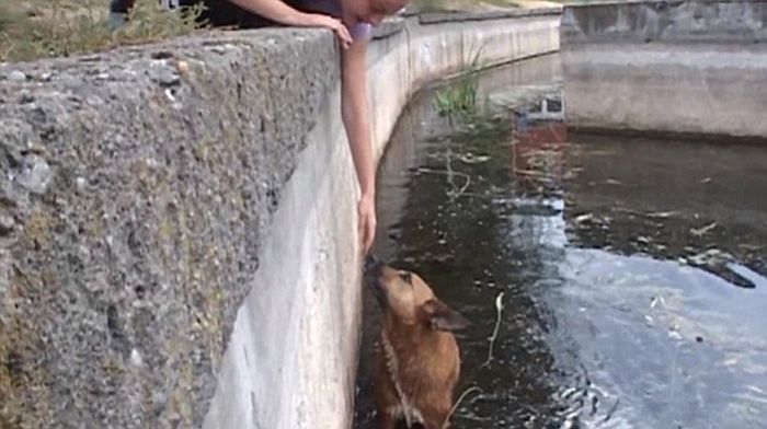 Stray Dogs Rescued From A Lake (7 pics)