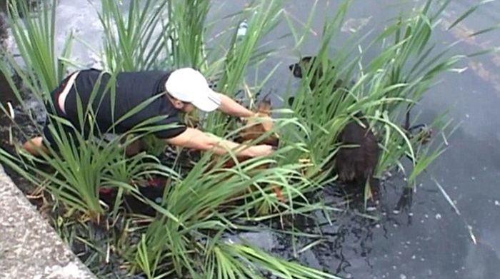 Stray Dogs Rescued From A Lake (7 pics)