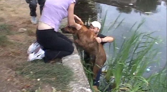 Stray Dogs Rescued From A Lake (7 pics)