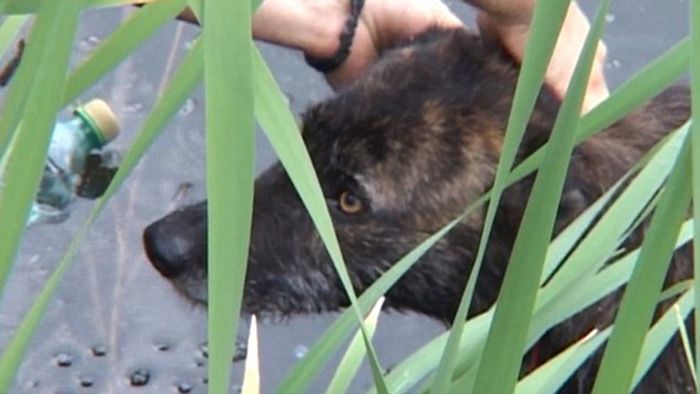 Stray Dogs Rescued From A Lake (7 pics)