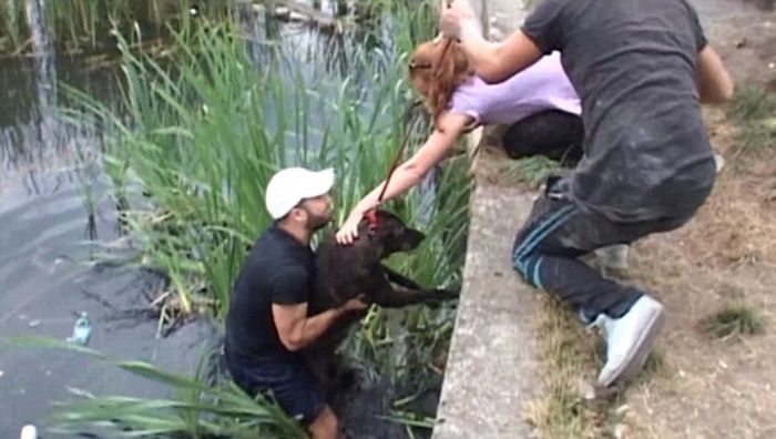 Stray Dogs Rescued From A Lake (7 pics)