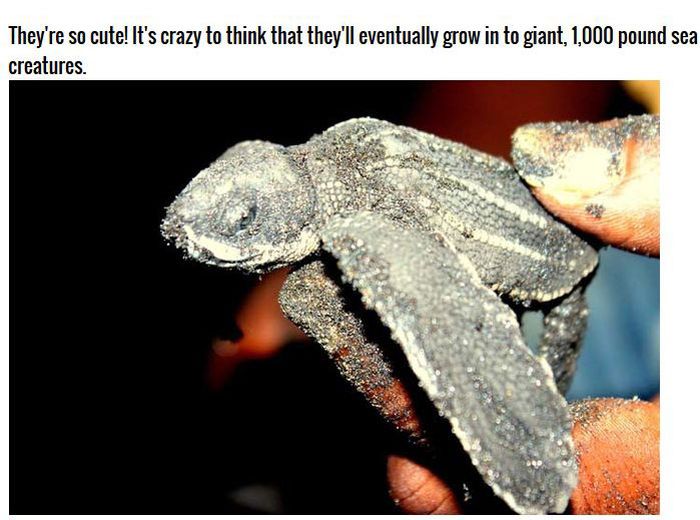 The Inside Of A Turtles Mouth Is Absolutely Terrifying (10 pics)