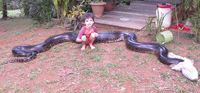 Giant Anaconda Snake (10 pics)