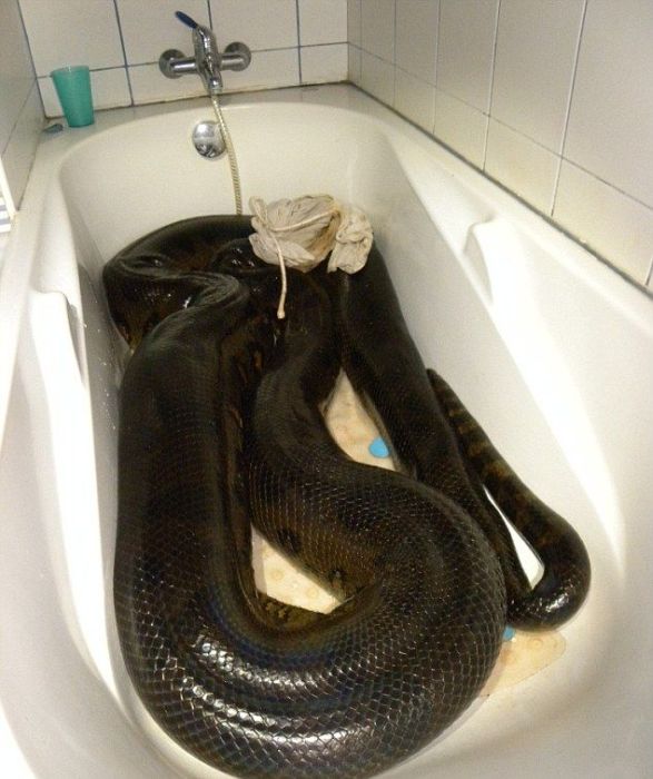 Giant Anaconda Snake (10 pics)