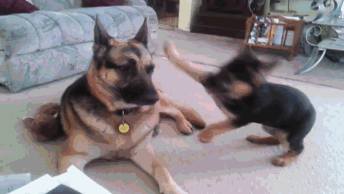 Acid Gifdump, September 22, 2014 (25 gifs)