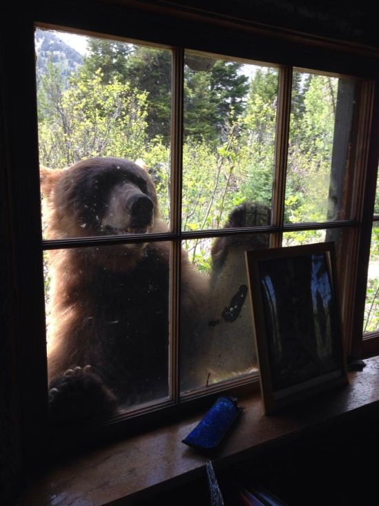 If This Bear Wants To Get In Then He's Gonna Get In (6 pics)
