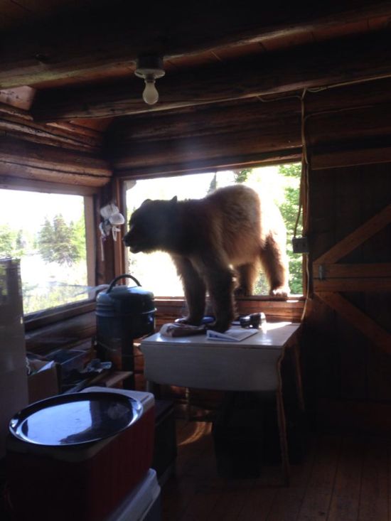 If This Bear Wants To Get In Then He's Gonna Get In (6 pics)