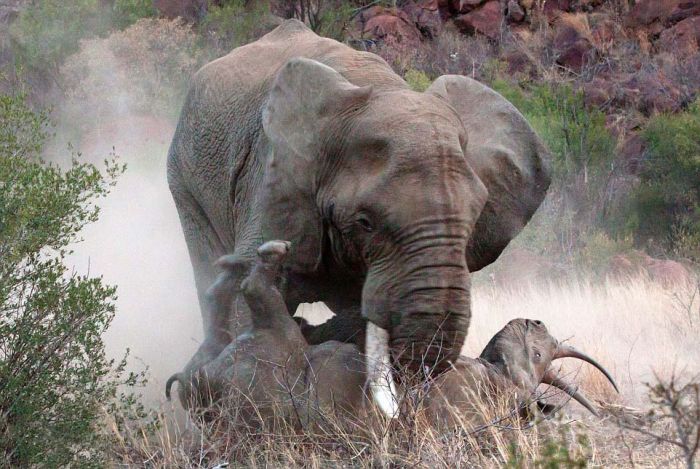 A Rhino And An Elephant Throw Down In The Jungle (11 pics)