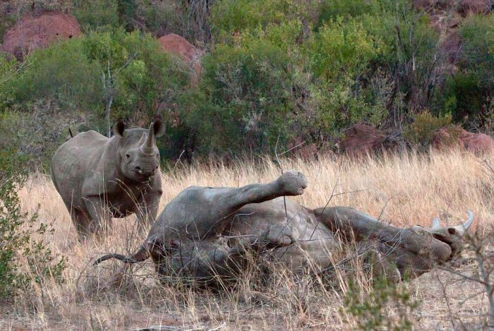 A Rhino And An Elephant Throw Down In The Jungle (11 pics)