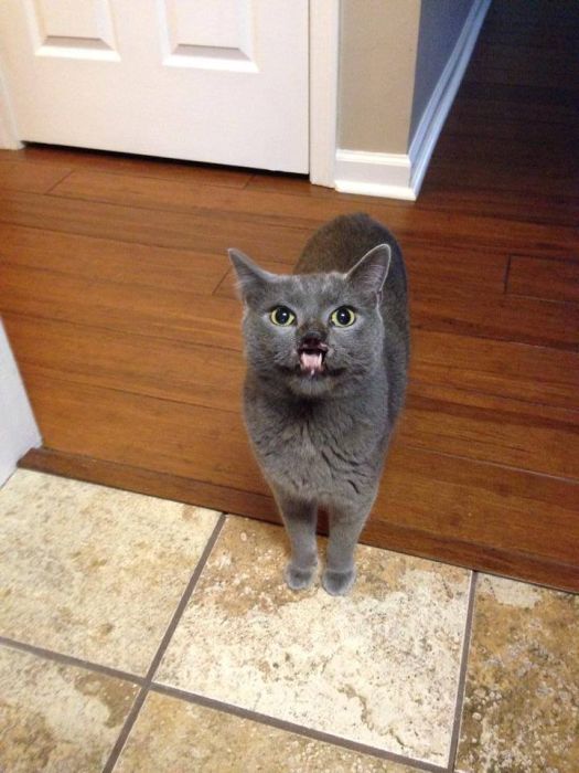 Meet Lazarus The Cat Without A Nose (30 pics)