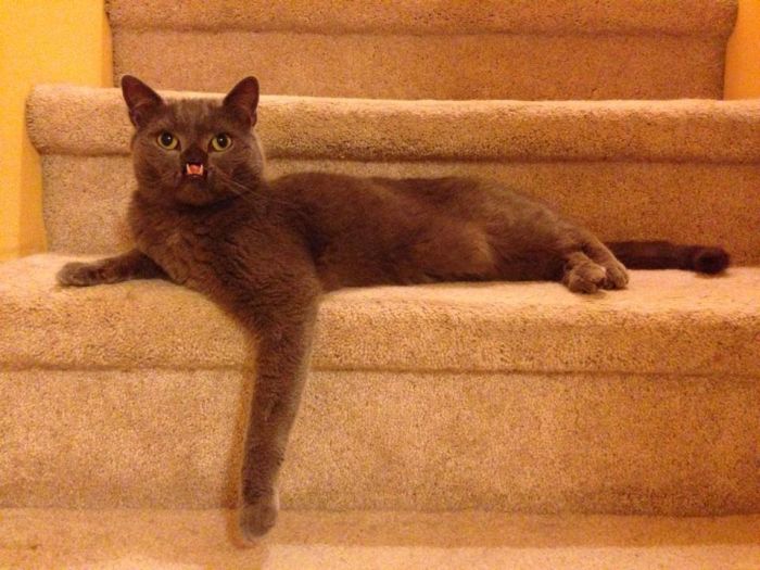Meet Lazarus The Cat Without A Nose (30 pics)