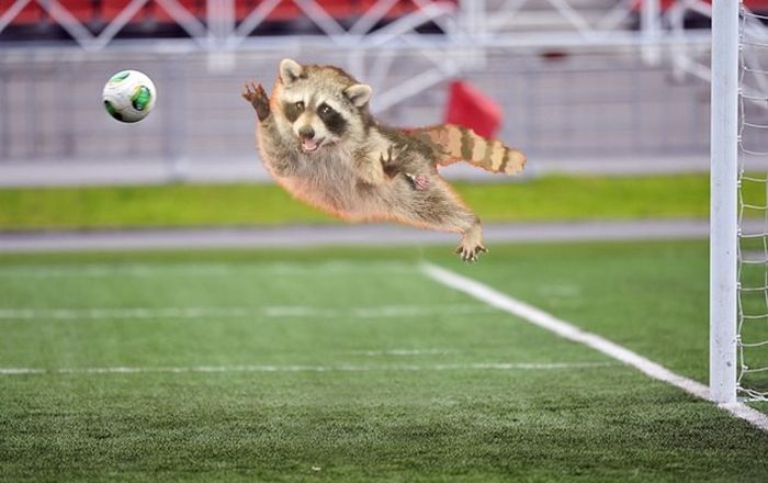 New York City Raccoon Becomes Internet Sensation (20 pics)
