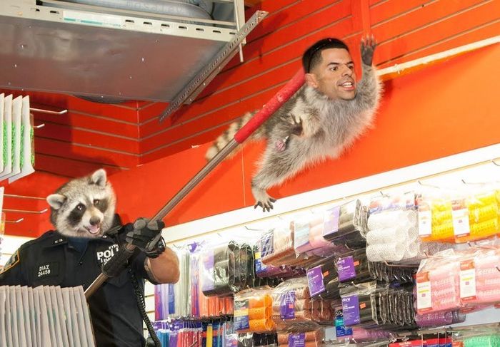 New York City Raccoon Becomes Internet Sensation (20 pics)