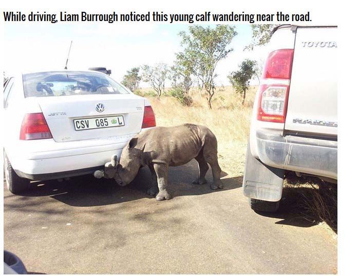 Poachers Leave Rhino Orphaned (4 pics)