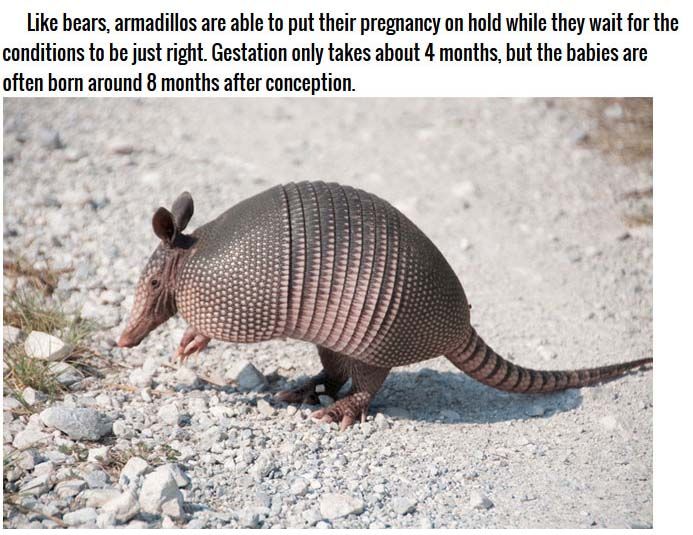 Strange Facts About Animal Pregnancies (10 pics)