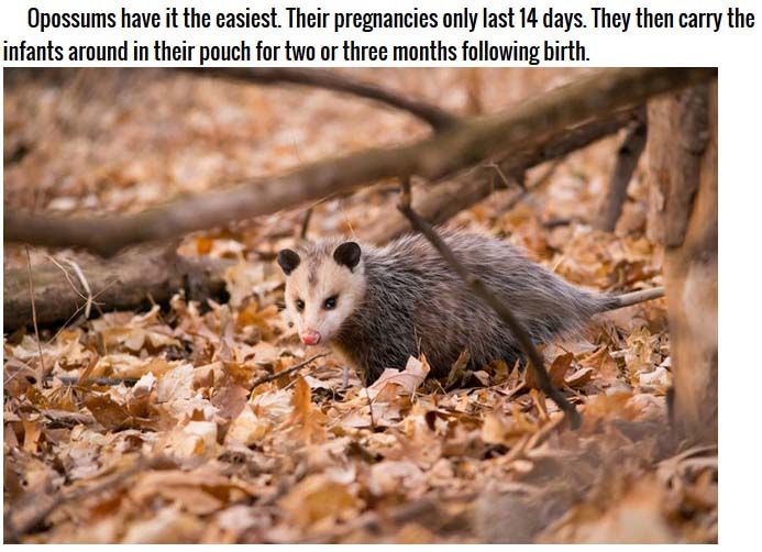 Strange Facts About Animal Pregnancies (10 pics)