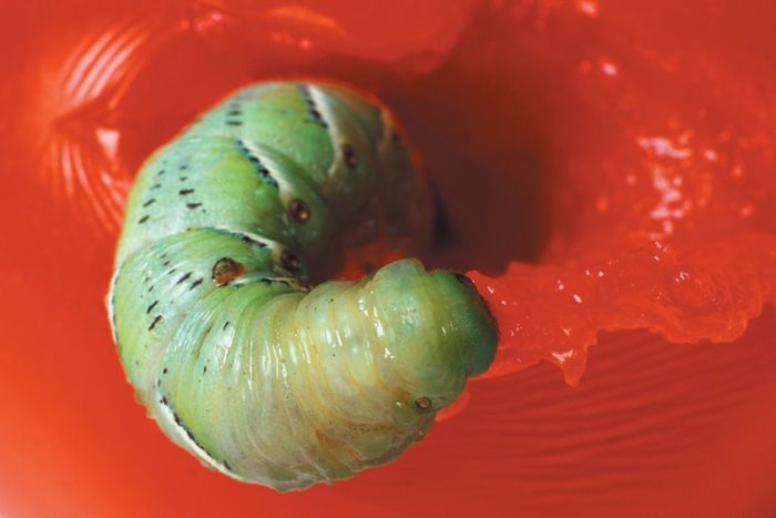 It's Good To Be At The Top Of The Food Chain (22 pics)
