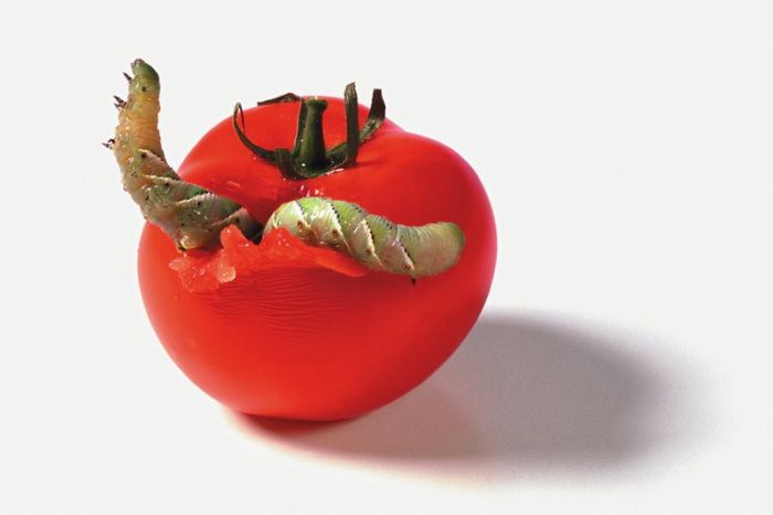 It's Good To Be At The Top Of The Food Chain (22 pics)
