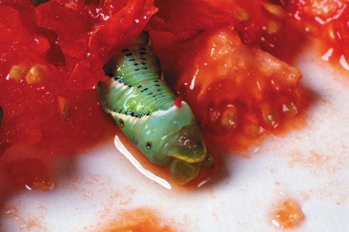 It's Good To Be At The Top Of The Food Chain (22 pics)