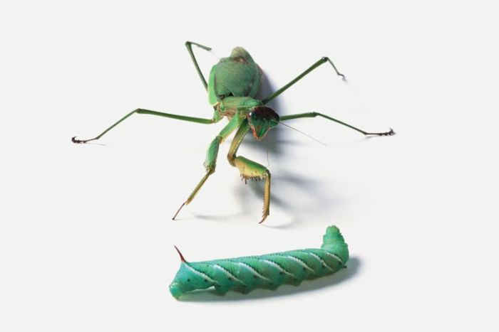 It's Good To Be At The Top Of The Food Chain (22 pics)