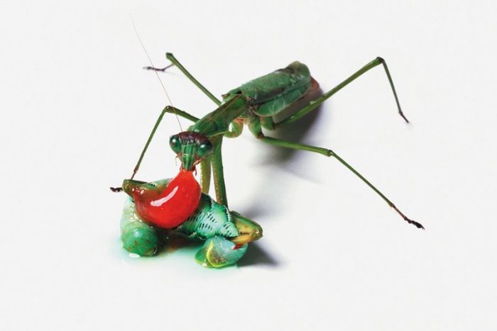 It's Good To Be At The Top Of The Food Chain (22 pics)