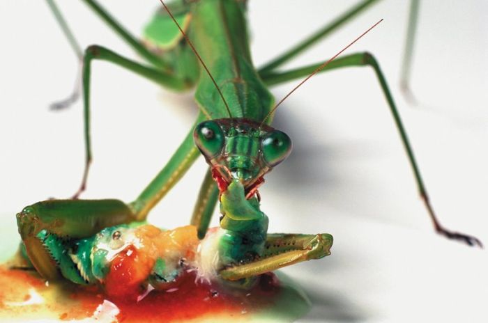 It's Good To Be At The Top Of The Food Chain (22 pics)