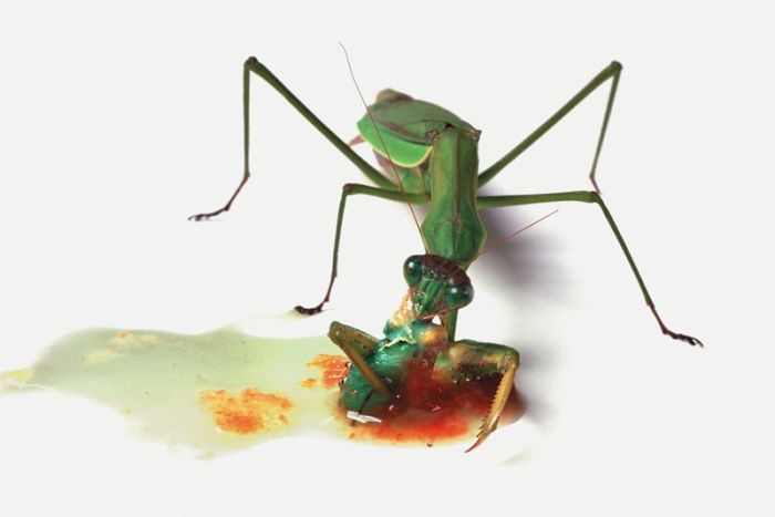 It's Good To Be At The Top Of The Food Chain (22 pics)