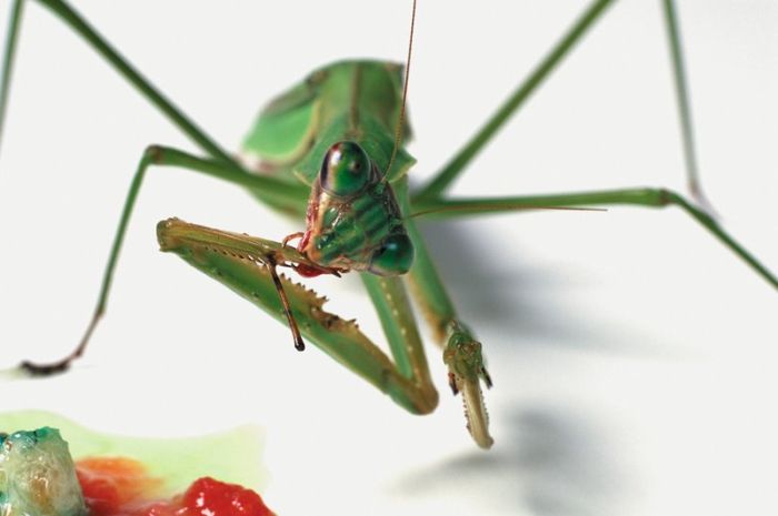 It's Good To Be At The Top Of The Food Chain (22 pics)