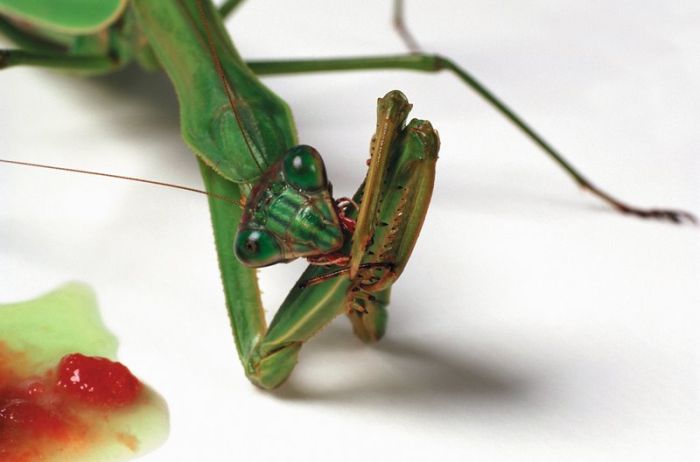 It's Good To Be At The Top Of The Food Chain (22 pics)