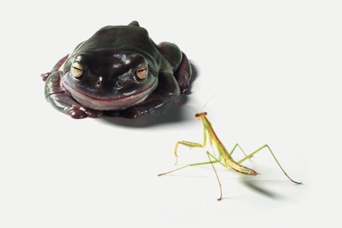 It's Good To Be At The Top Of The Food Chain (22 pics)