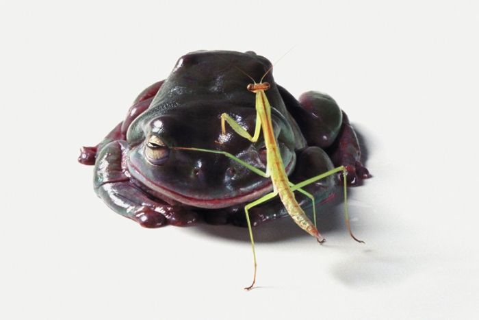 It's Good To Be At The Top Of The Food Chain (22 pics)