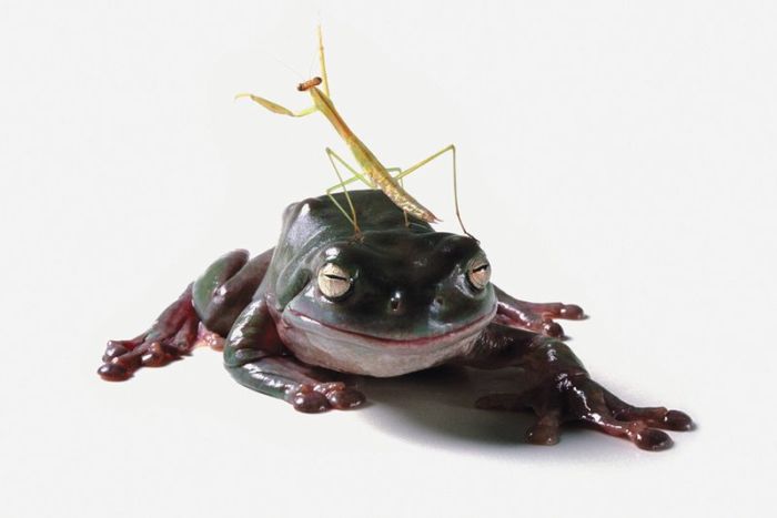 It's Good To Be At The Top Of The Food Chain (22 pics)