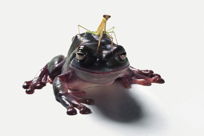 It's Good To Be At The Top Of The Food Chain (22 pics)