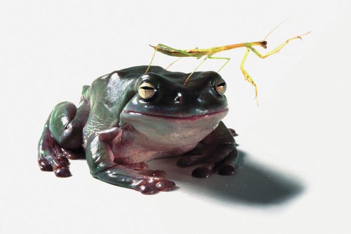It's Good To Be At The Top Of The Food Chain (22 pics)