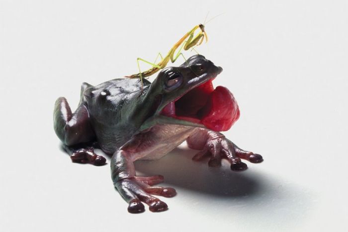 It's Good To Be At The Top Of The Food Chain (22 pics)