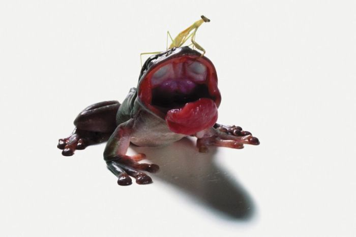 It's Good To Be At The Top Of The Food Chain (22 pics)