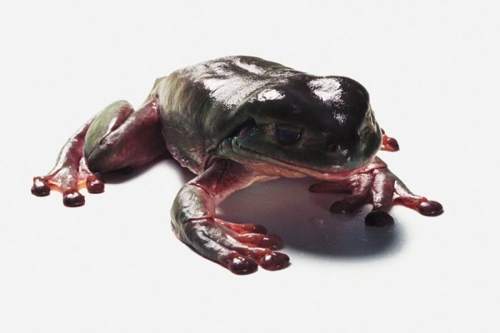 It's Good To Be At The Top Of The Food Chain (22 pics)