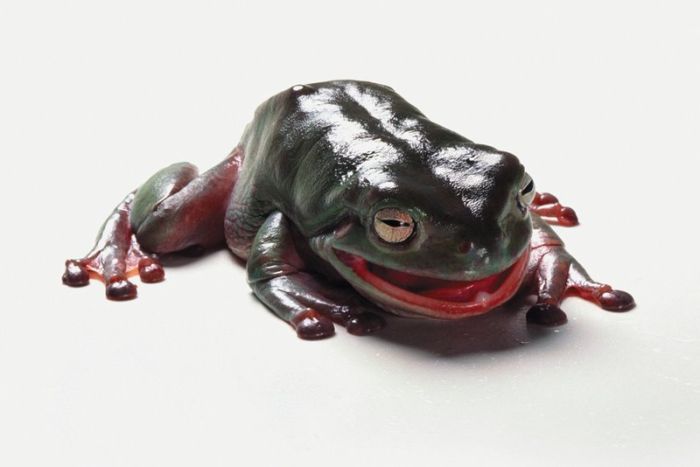 It's Good To Be At The Top Of The Food Chain (22 pics)