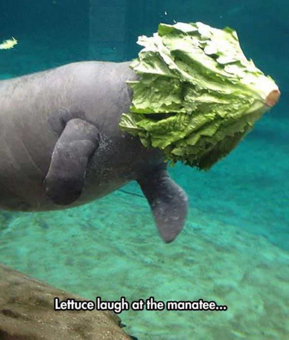 These Puns May Be Lame, But They're Also Pretty Funny (52 pics)