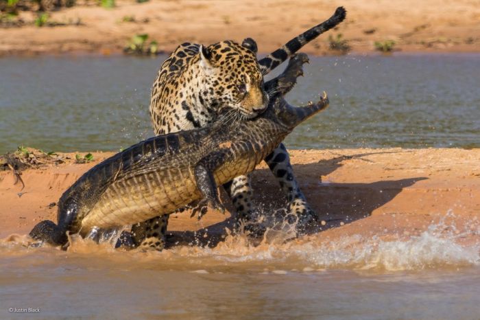 One Of These Will Win 2014 Wildlife Photographer Of The Year (43 pics)