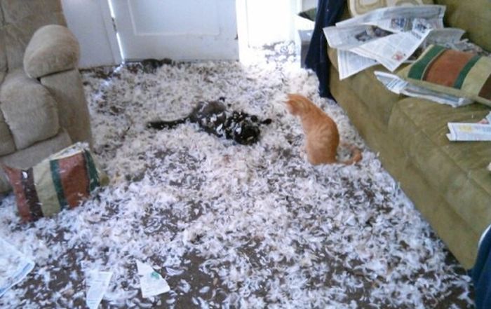 Acid Picdump (134 pics)